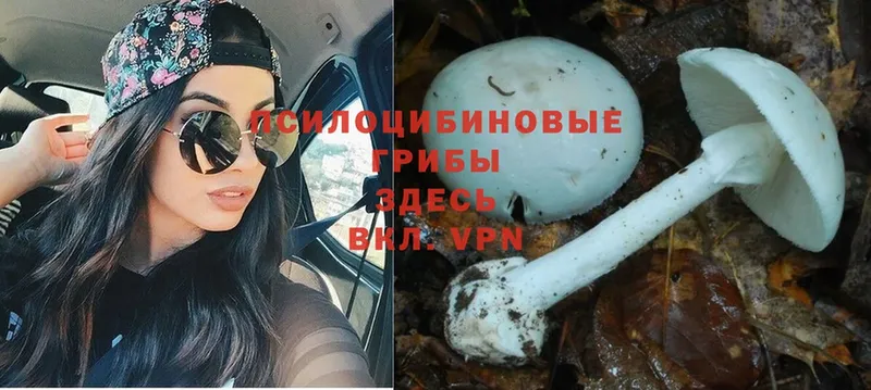 Галлюциногенные грибы ЛСД  Ревда 